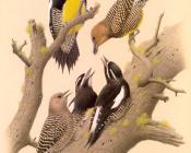 Williamson Sapsucker - 威廉·齐默曼